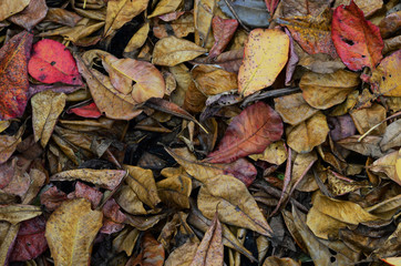 Dry leave of summer background texture.