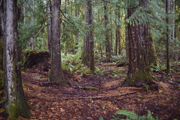 Washington, U.S.A. October 19, 2017. Olympic National Park Moments in Time Trail.  Peaceful footpath through moss-covered pine trees, ferns, stumps, and rich autumn colors alongside Lake Crescent 