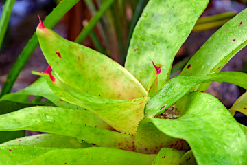 Green bromeliad leaves native to the Brazilian Atlantic Forest