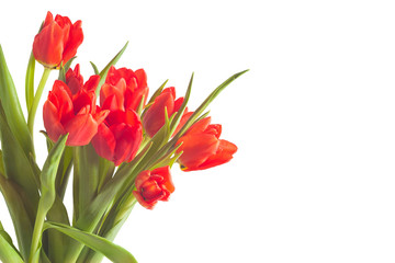 tulip red bouquet