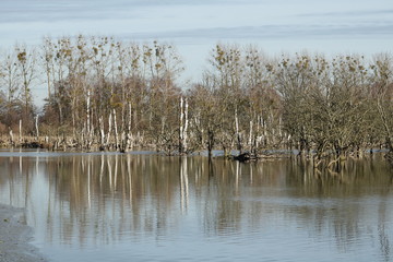 Fototapeta premium Naturschutzgebiet Galenbecker See