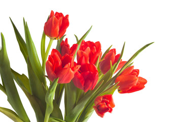 tulip red bouquet