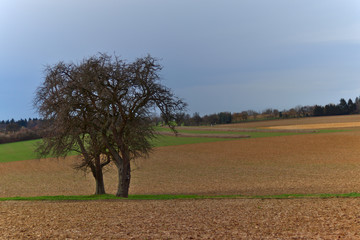 Samotne drzewo na polu