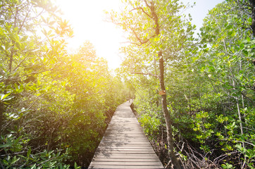 Mangrove forest and wooden walkway,Thailand
