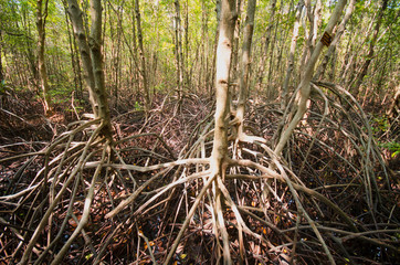 Mangrove forest ,Thailand