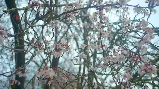 cerisier cherry tree winter branches red berries