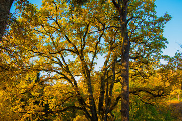 Colorful forest at fall in Estonia