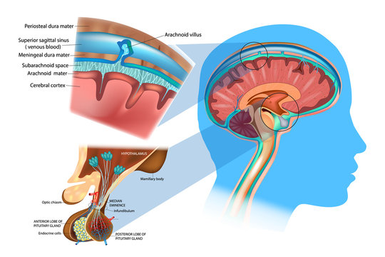 Anatomy of the Brain: Meninges, Hypothalamus and Anterior Pituitary.  Diagram of section of top of brain showing the meninges and subarachnoid space