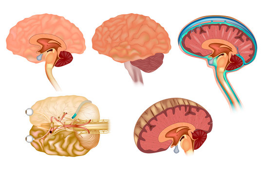 Human brain detailed anatomy from different views. 