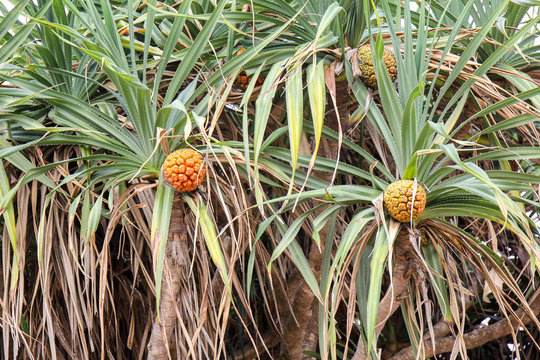 non-edible tropical pandan fruit or pandanus (Pandanus odoratissimus L) which grows from palm trees growing on Taiwan Island