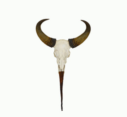 Horn animal on white back ground.