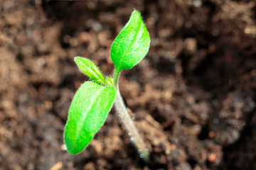 small green sprout. macro photography a future tomato appeared from the ground.