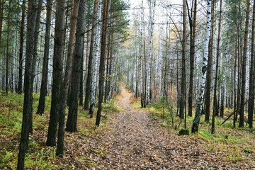 Fototapeta premium path leading into the forest