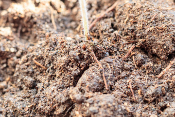 close up land. a sprout appeared from it. shallow depth of cut.