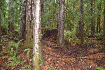 Washington, U.S.A. October 19, 2017. Olympic National Park Moments in Time Trail.  Peaceful footpath through moss-covered pine trees, ferns, stumps, and rich autumn colors alongside Lake Crescent.