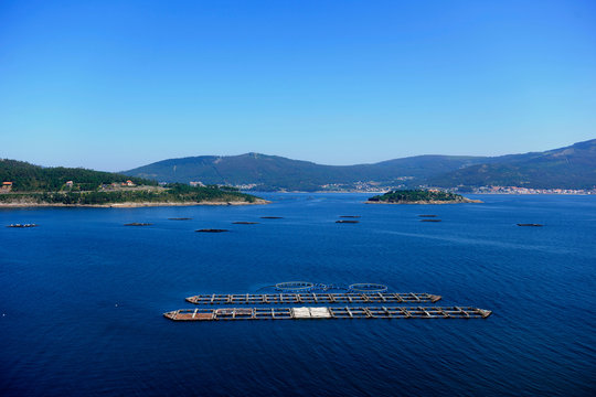 aerial image of mussels trays