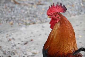 red headed rooster