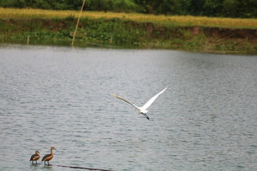 This is a picture of birds of two species leading their life peacefully.