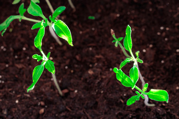 small green sprout. macro photography a future tomato appeared from the ground.