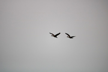 This is a picture of two birds flying in the sky on a cloudy day.