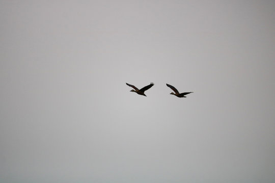 This is a picture of two birds flying in the sky on a cloudy day.