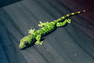 green lizard