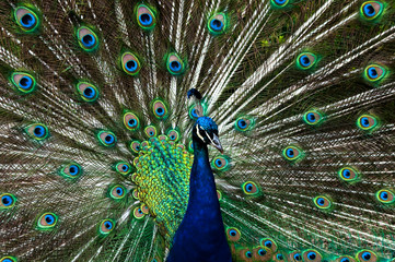 Peacock, Groombridge Place Gardens, Kent, UK