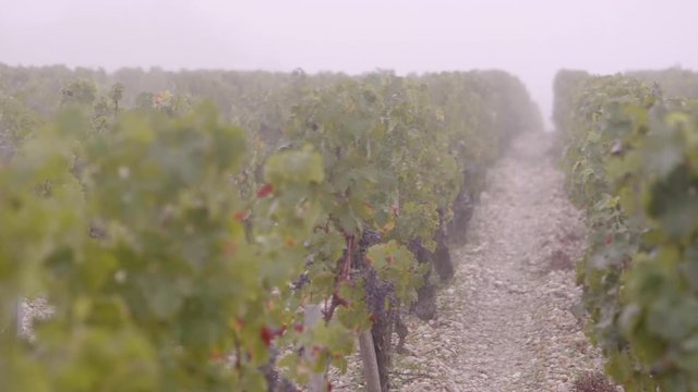 vignes bordeaux brouillard automne