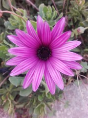 Obraz premium pink flower in the garden