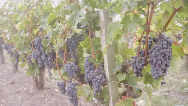 vigne brouillard bordeaux