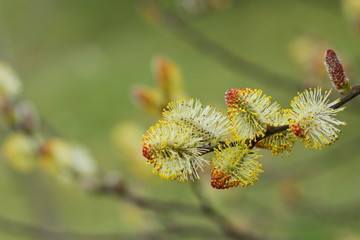 willow tree blooming, spring time tree, saint week flower