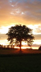 Baum im Gegenlicht / Sonnenuntergang