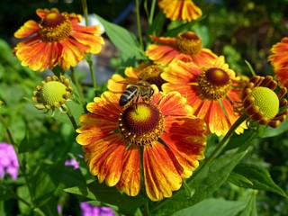 bee on yellow flower