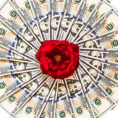 rose on the dolars - photo