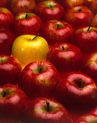 red apples but one yellow, fruits and concept of uniqueness