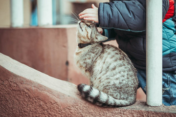 The child caresses a striped gray cat on the street. The child is dressed in a warm jacket, the weather is cold.