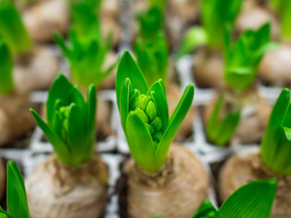 Spring gardening background with gardening tools and hyacinth flower.