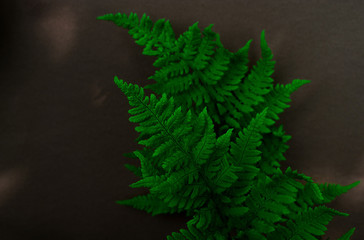 Green leaves of fern on a brown background