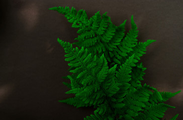 Green leaves of fern on a brown background