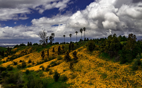Aerial, drone view of yellow and orange wildflowers on Crafton Hills, Yucaipa, California with emerald green grass, trees, blue sky and white and gray clouds