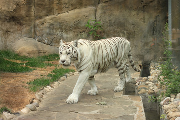 white bengal tiger