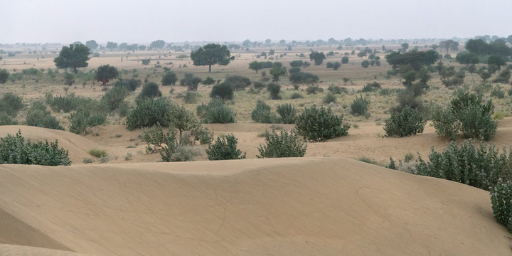 Bushes on desert landscape, Damodara, Thar Desert, Jaisalmer, Rajasthan, India