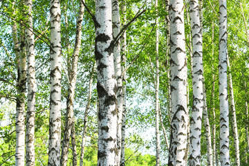 Beautiful birch trees with white birch bark in birch grove among other birch trees