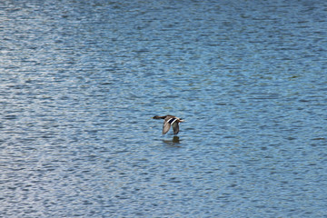 Flying duck