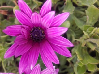 Obraz premium pink flower in the garden