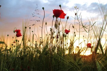 Klatschmohn Mohn Blumen im Abendlicht