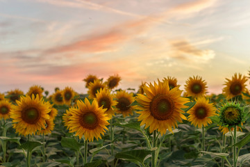 Fototapeta premium Sunflowers at sunset.