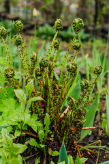Young green curly leaves of ferns in the forest