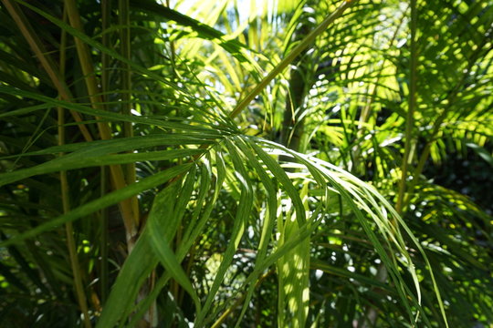 Babassu (Attalea speciosa) in forest,Background.