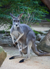 Close up portrait famale Kangaroo with cute joey hiding inside the pouch. Australia.